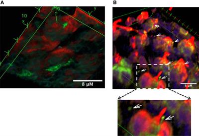 Conjunctival Goblet Cell Responses to TLR5 Engagement Promote Activation of Local Antigen-Presenting Cells